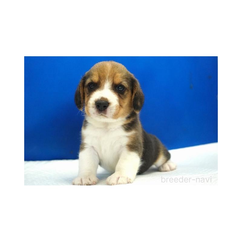 販売中の愛知県のビーグル-430001の3枚目