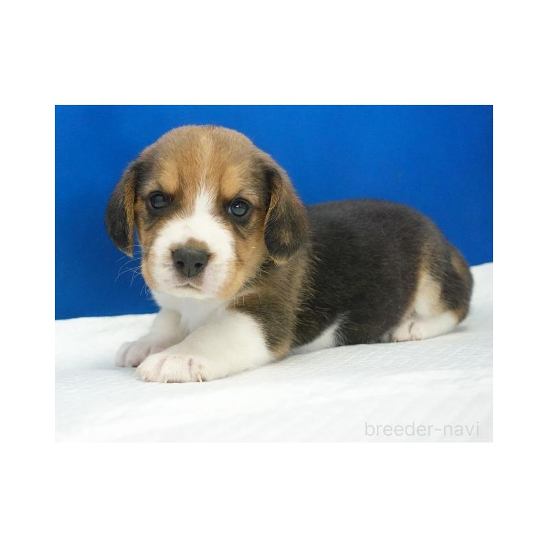販売中の愛知県のビーグル-430001