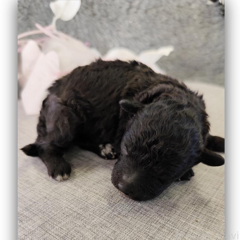 販売中の千葉県のトイプードル-430003の1枚目