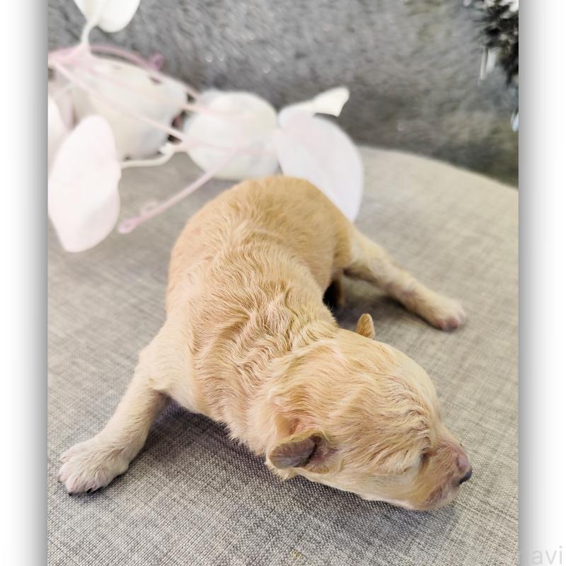 販売中の千葉県のトイプードル-430004