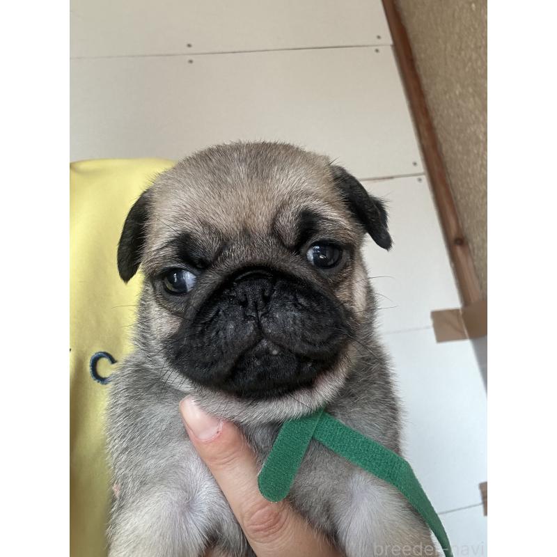 販売中の愛知県のパグ-428179
