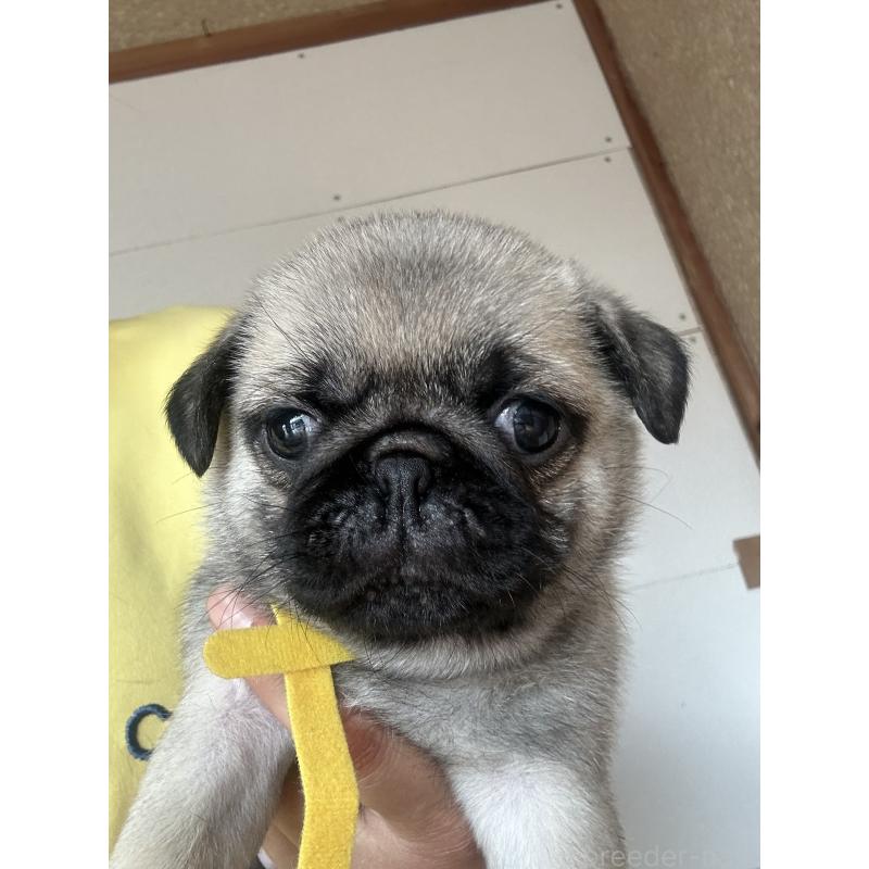 販売中の愛知県のパグ-428182