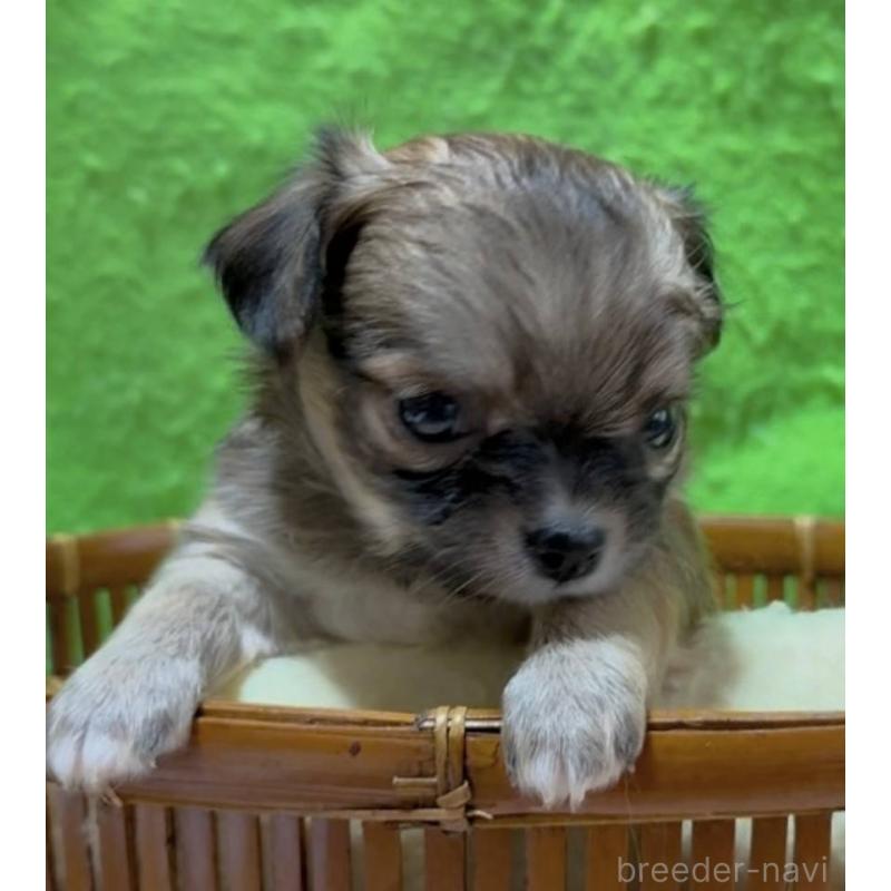 販売中の山口県のチワワ(ロングコート)-430005の6枚目