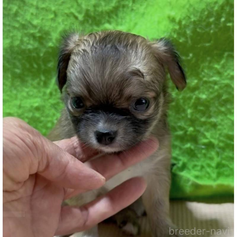 販売中の山口県のチワワ(ロングコート)-430005の4枚目