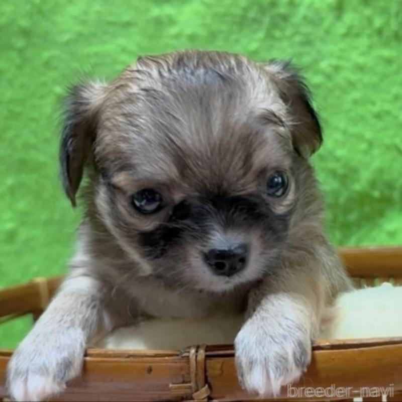 販売中の山口県のチワワ(ロングコート)-430005の3枚目