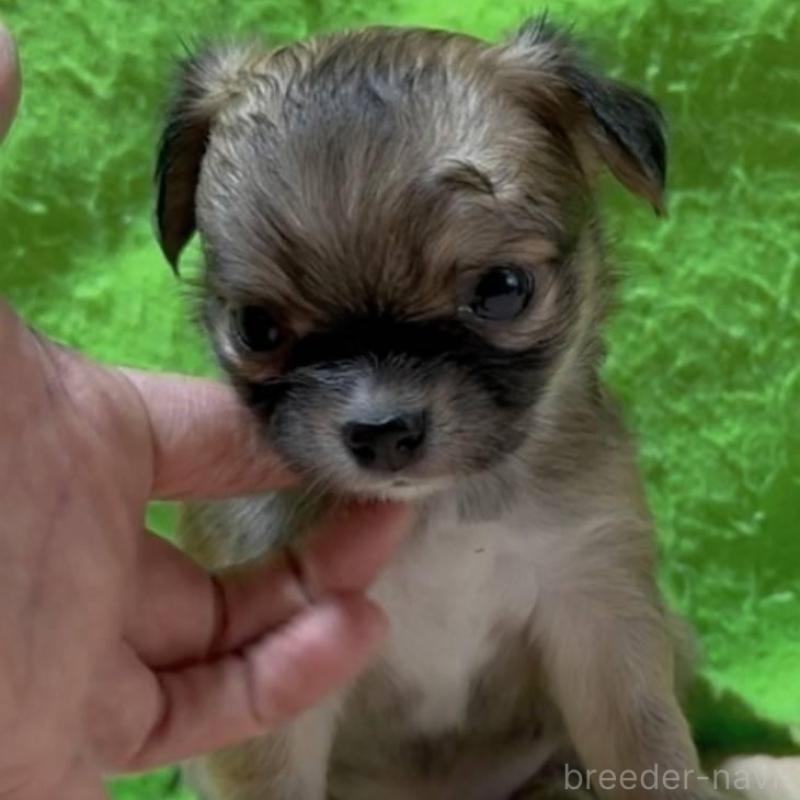 販売中の山口県のチワワ(ロングコート)-430005の2枚目