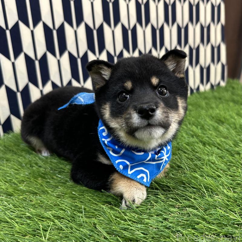 成約済の広島県の豆柴-427210の4枚目