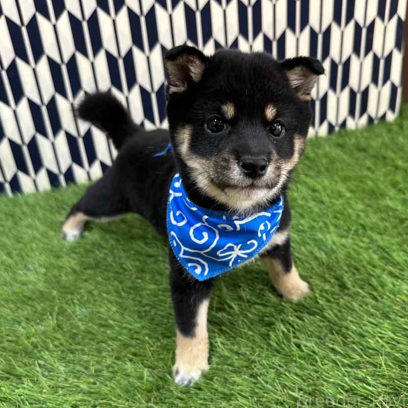 成約済の広島県の豆柴-427210の3枚目