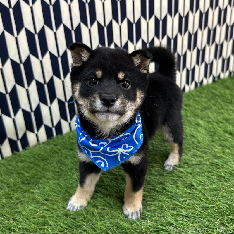 成約済の広島県の豆柴-427210の2枚目