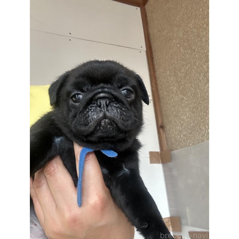 販売中の愛知県のパグ-428184