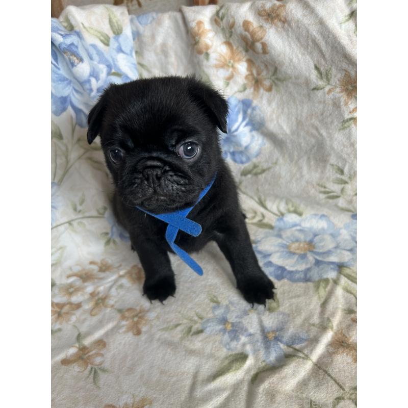 成約済の愛知県のパグ-428184の4枚目