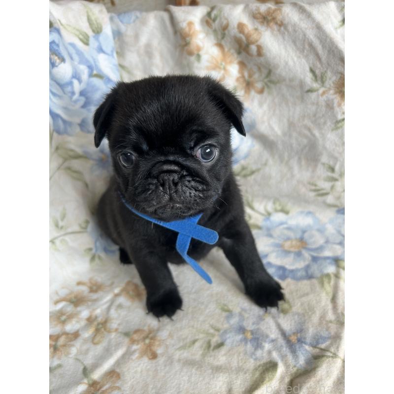 成約済の愛知県のパグ-428184の3枚目