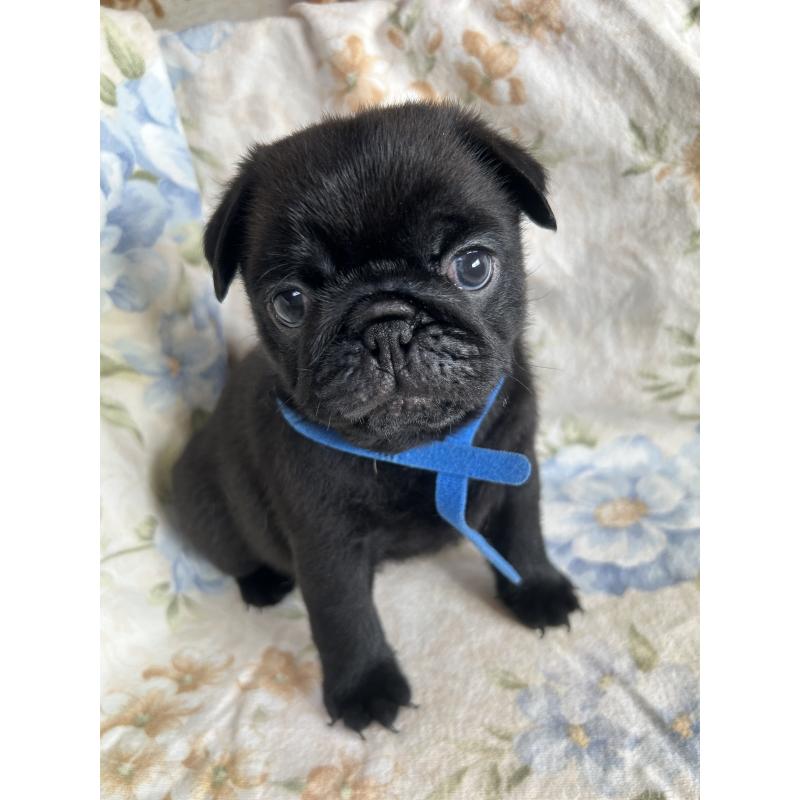 成約済の愛知県のパグ-428184の2枚目