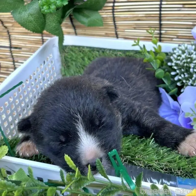 販売中の福岡県のミックス犬-430007の7枚目