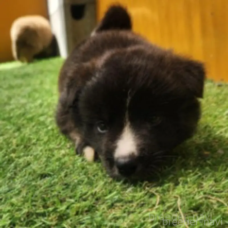 販売中の福岡県のミックス犬-430007