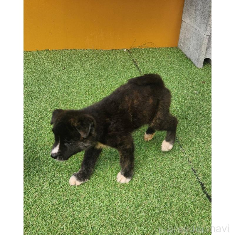 販売中の福岡県のミックス犬-430007の4枚目