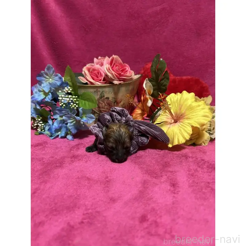 販売中の福岡県のポメラニアン-430008の12枚目