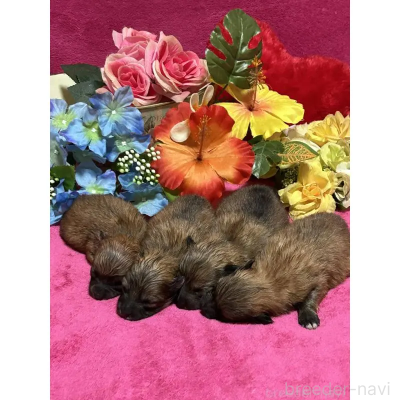 販売中の福岡県のポメラニアン-430008の11枚目