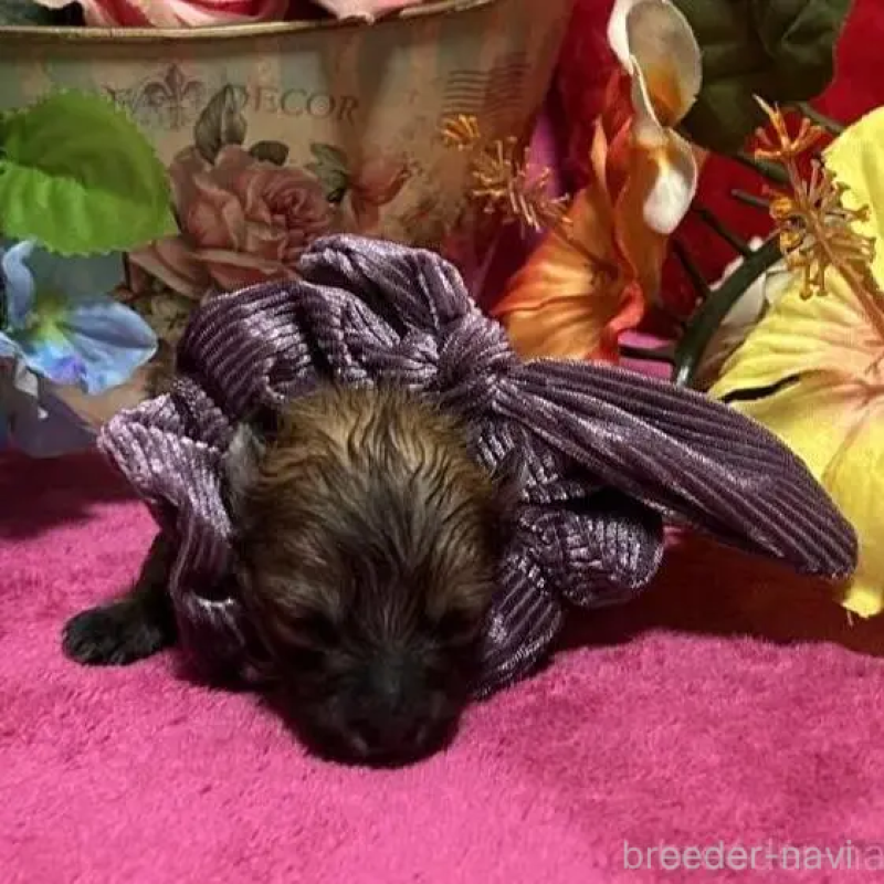 販売中の福岡県のポメラニアン-430008の10枚目