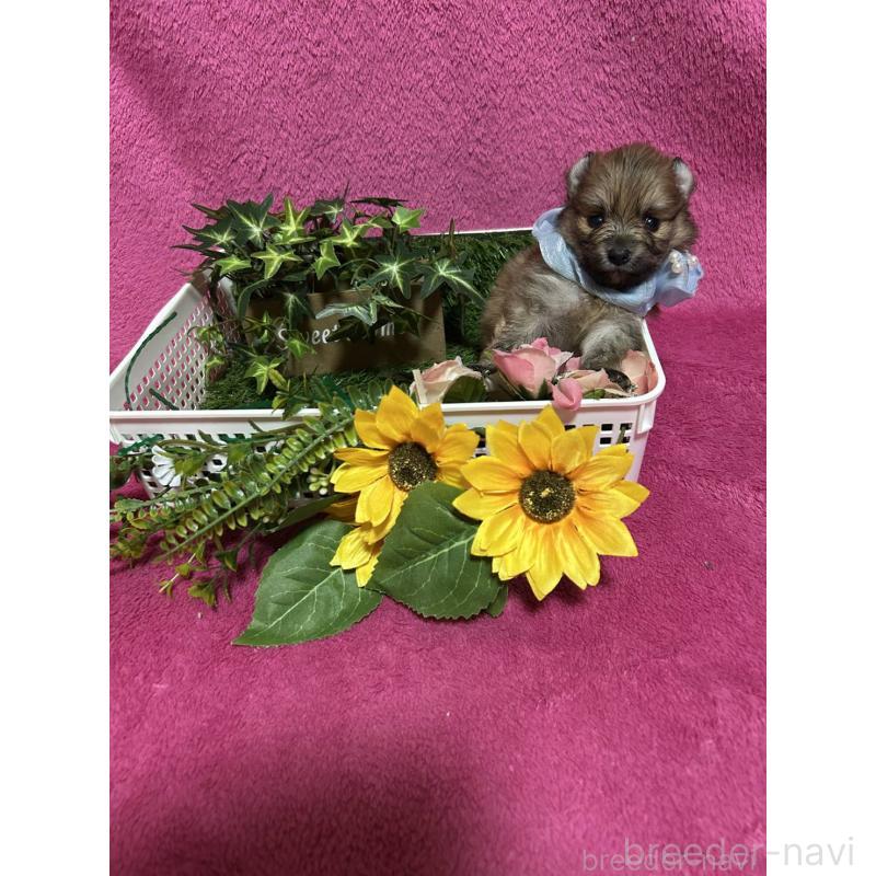 販売中の福岡県のポメラニアン-430008の9枚目