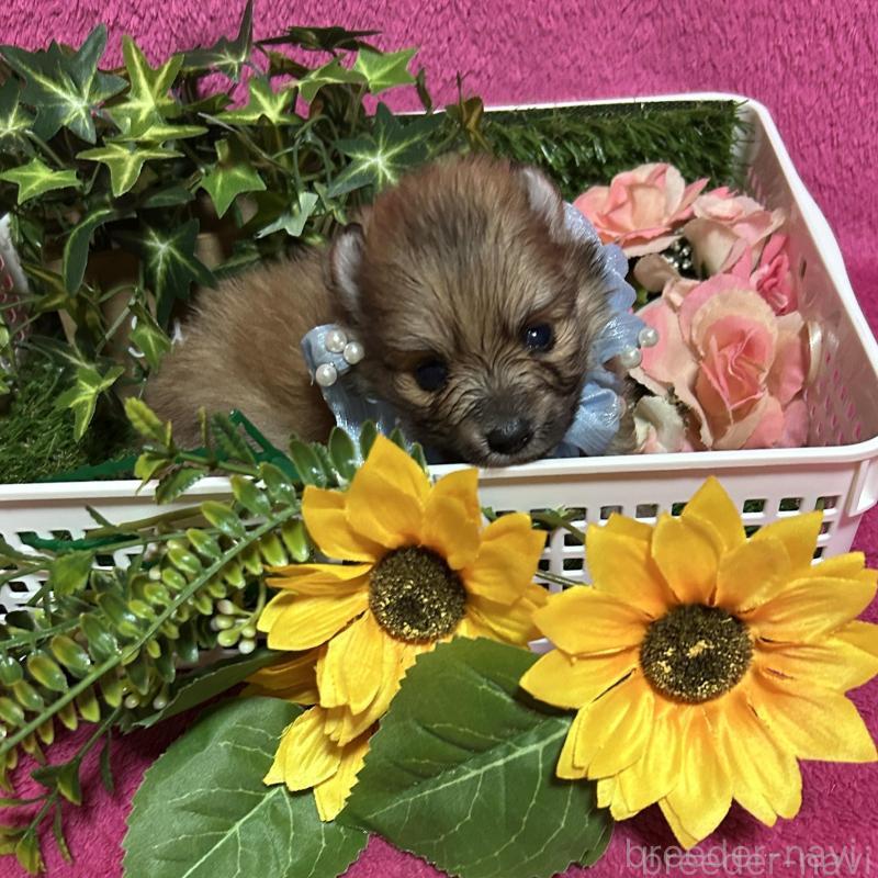 販売中の福岡県のポメラニアン-430008の8枚目