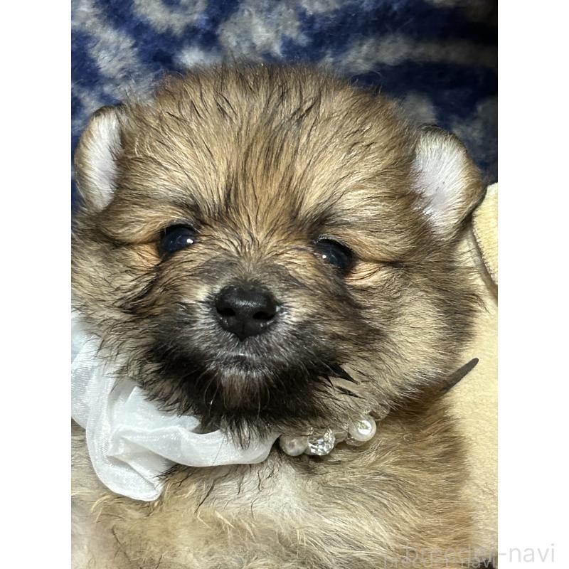 販売中の福岡県のポメラニアン-430008の6枚目