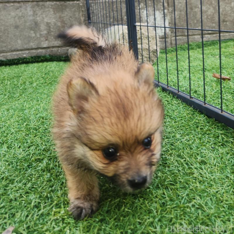 販売中の福岡県のポメラニアン-430008の5枚目