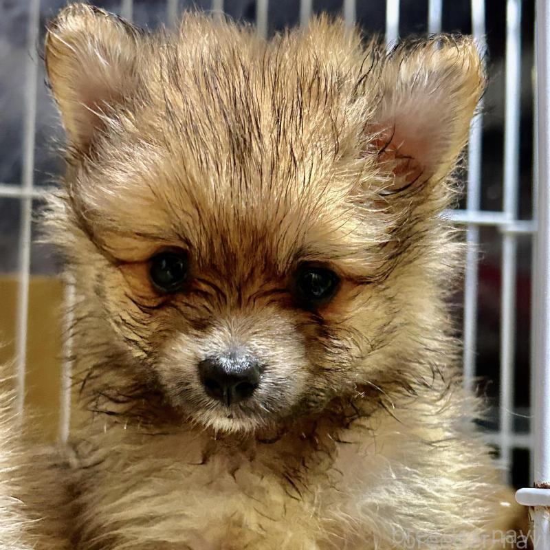 販売中の福岡県のポメラニアン-430008の4枚目