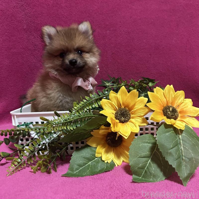 販売中の福岡県のポメラニアン-430008の1枚目