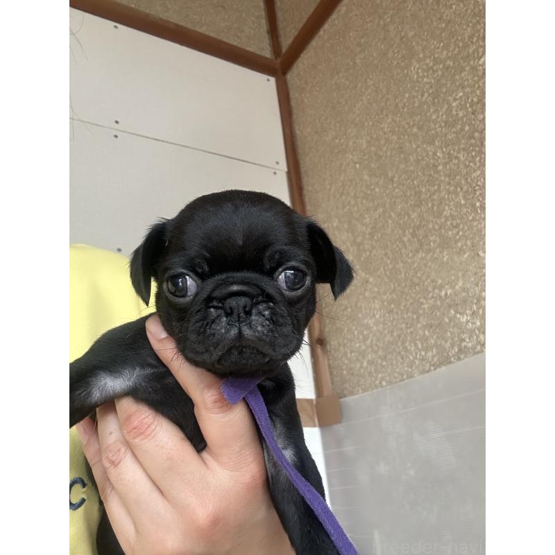 販売中の愛知県のパグ-430009の1枚目