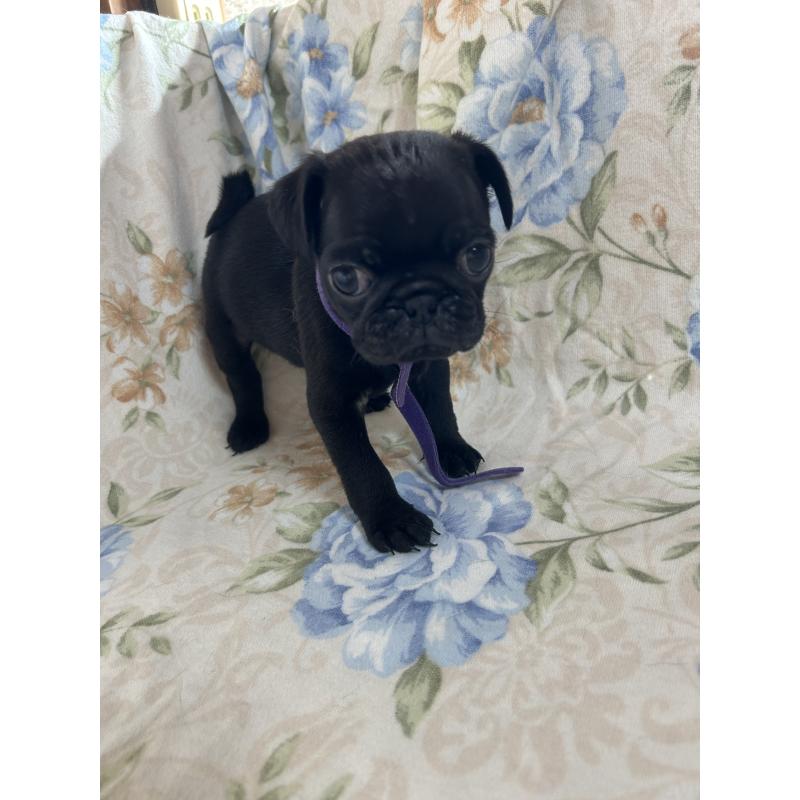 販売中の愛知県のパグ-430009の7枚目