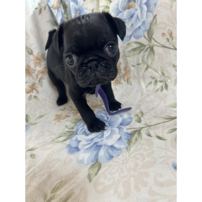 販売中の愛知県のパグ-430009の6枚目