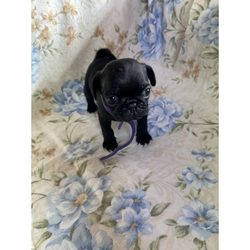 販売中の愛知県のパグ-430009の5枚目