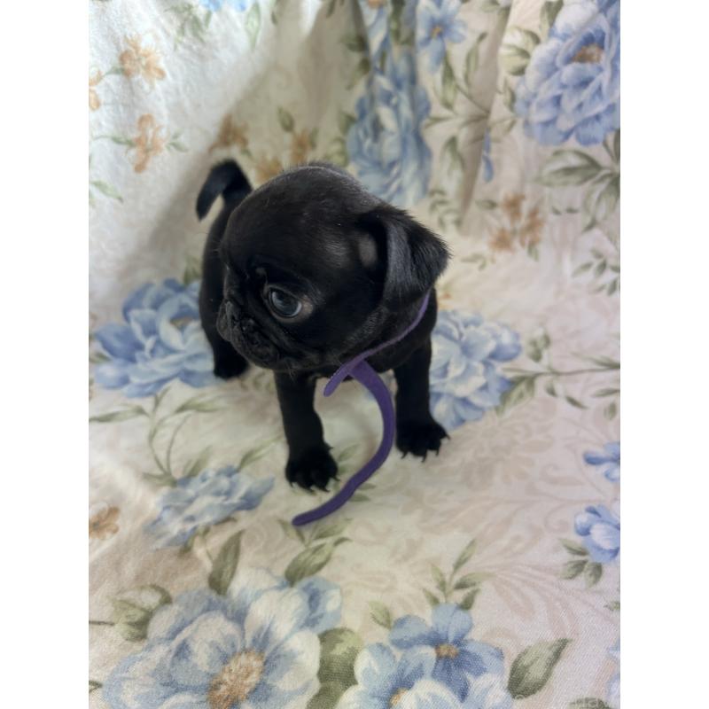 販売中の愛知県のパグ-430009の4枚目