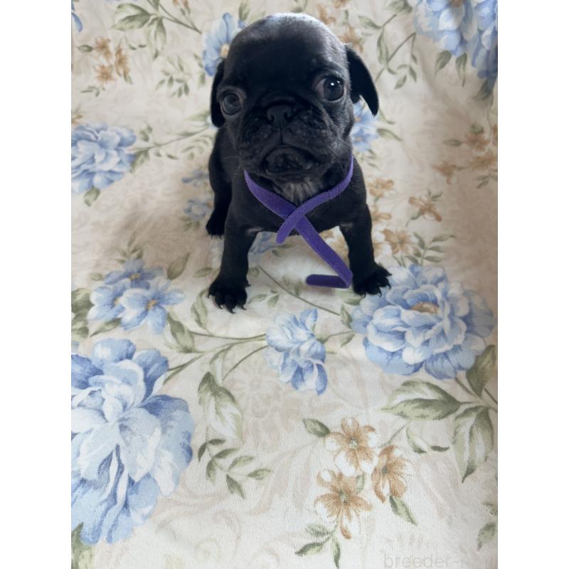 販売中の愛知県のパグ-430009の3枚目