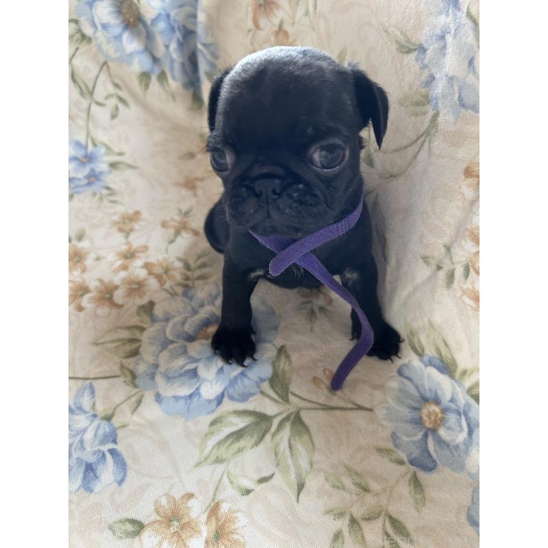 販売中の愛知県のパグ-430009の2枚目