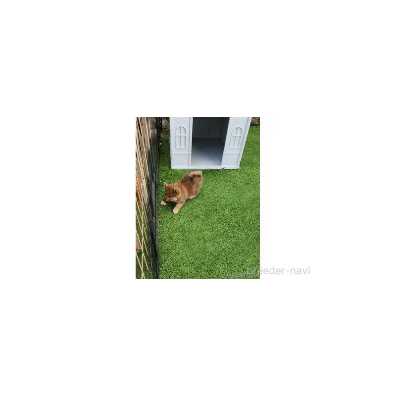 販売中の福岡県の柴犬-430010の7枚目