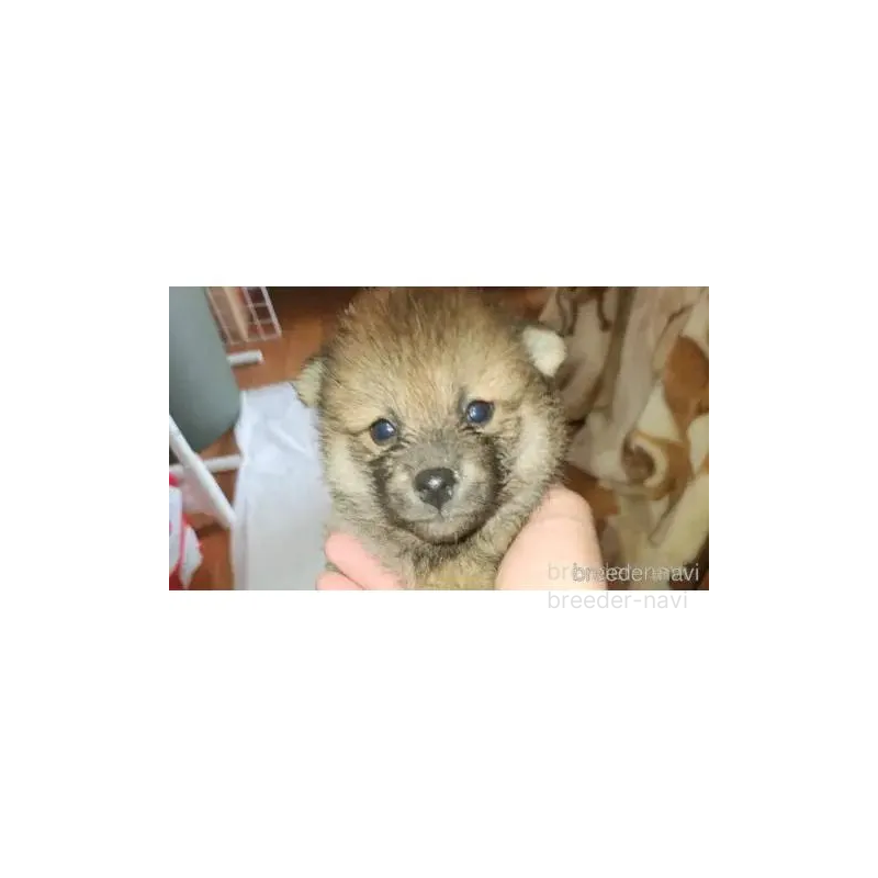 販売中の福岡県の柴犬-430010の4枚目