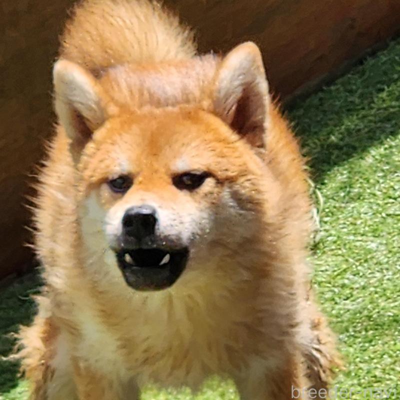 販売中の福岡県の柴犬-430010の1枚目