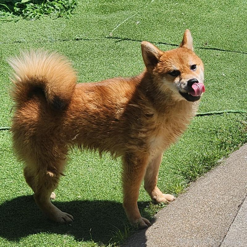 販売中の福岡県の柴犬-430010の2枚目