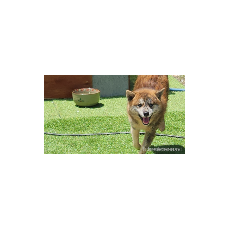 販売中の福岡県のミックス犬-430012の3枚目