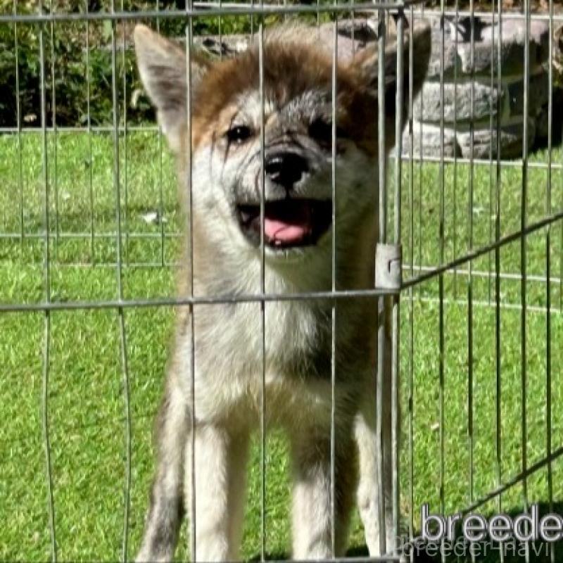 販売中の福岡県のミックス犬-430012の2枚目