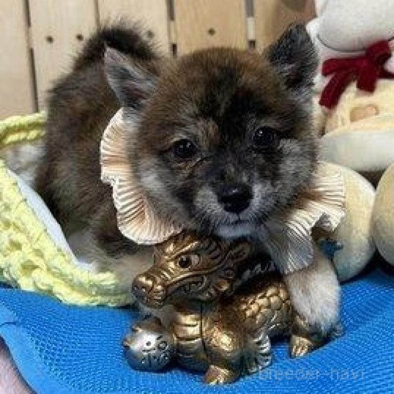 販売中の福岡県のミックス犬-430012の1枚目