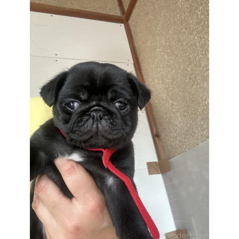 販売中の愛知県のパグ-428185