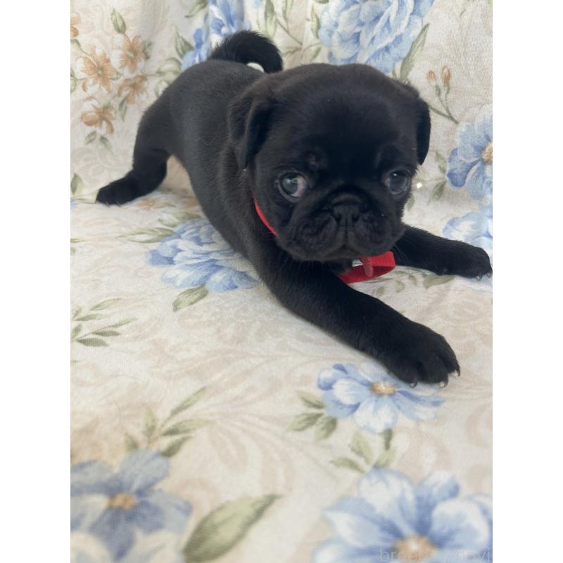 成約済の愛知県のパグ-428185の13枚目