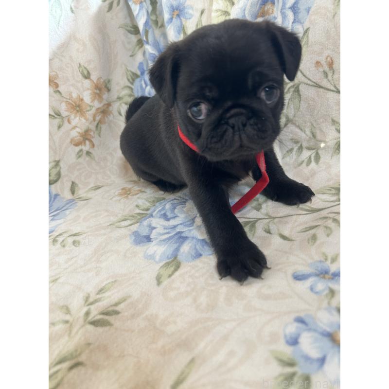 成約済の愛知県のパグ-428185の12枚目