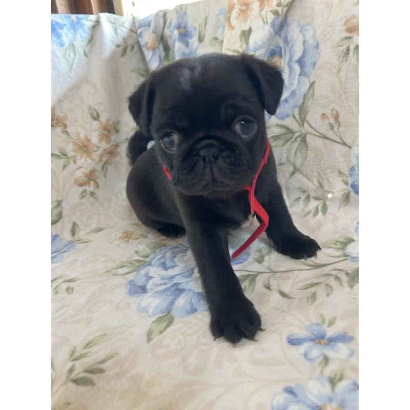 成約済の愛知県のパグ-428185の11枚目