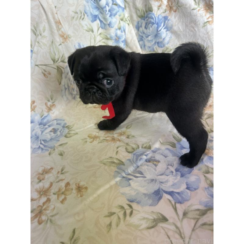 成約済の愛知県のパグ-428185の9枚目