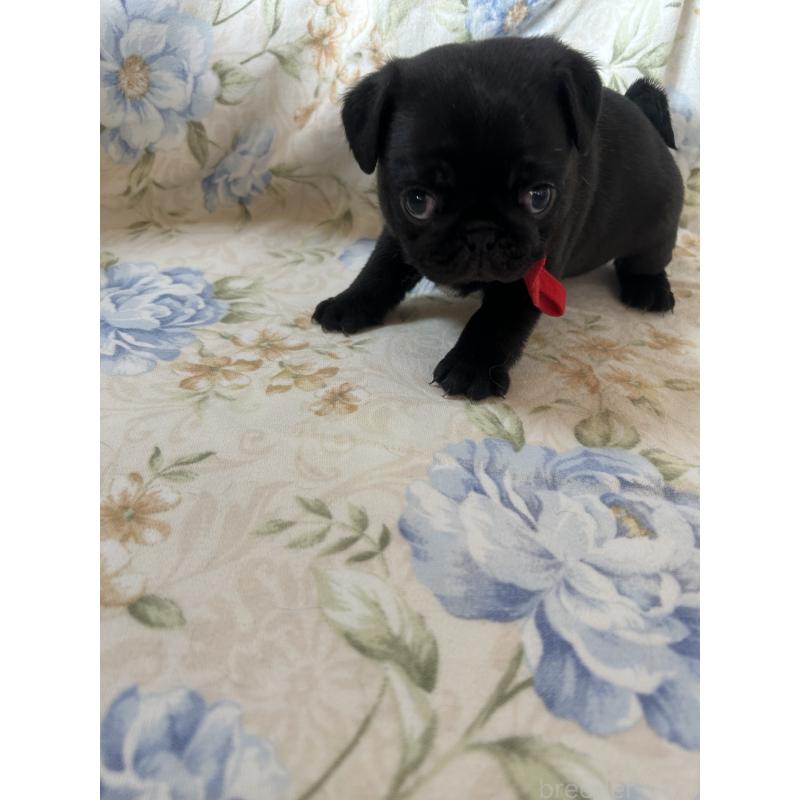 成約済の愛知県のパグ-428185の8枚目