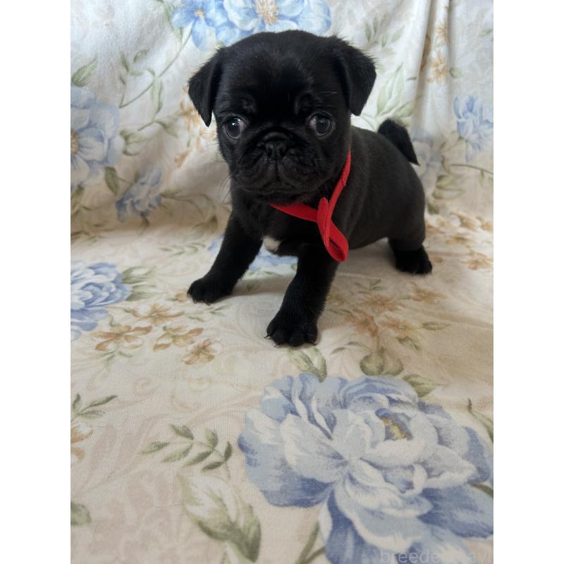 成約済の愛知県のパグ-428185の7枚目